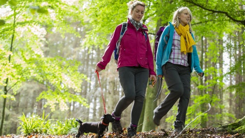 Dog walking in the spring at Allen Banks and Staward Gorge, Northumberland